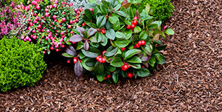 Rindenmulch Kaufen Erde Ab 244 95 Chf Benz24