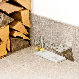 Windhager Drahtkasten-Rattenfalle Lebendfalle 3