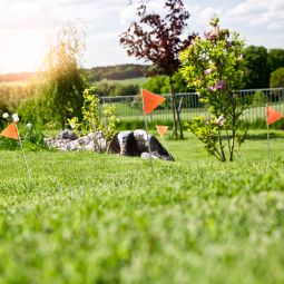 Windhager Wühlmaus-Falle Zubehör Markierflaggen 5 4