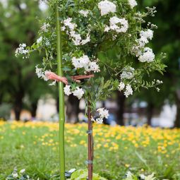 Windhager Pflanzstab Bambuskern kunststoffummantelt grün 3