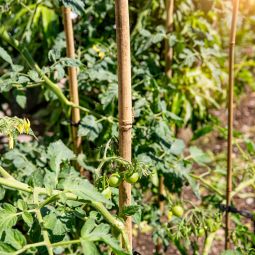 Windhager Tonkinstäbe Pflanzstab Bambus 4
