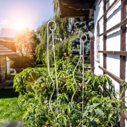 Windhager Tomaten-Spiralstab mit Haken 180 3