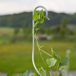 Windhager Tomaten-Spiralstab mit Haken 180 4