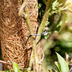 Windhager Kokos-Pflanzstab verlängerbar 5