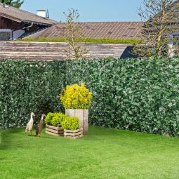 Windhager Sichtschutzhecke Ahornoca 4