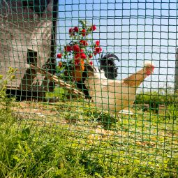 Windhager Maschengewebe grün Kunststoff 1x3 5