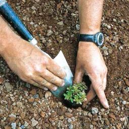 Bauder Gründach Standard-Paket 4