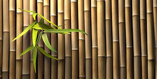 Bambus Sichtschutz 